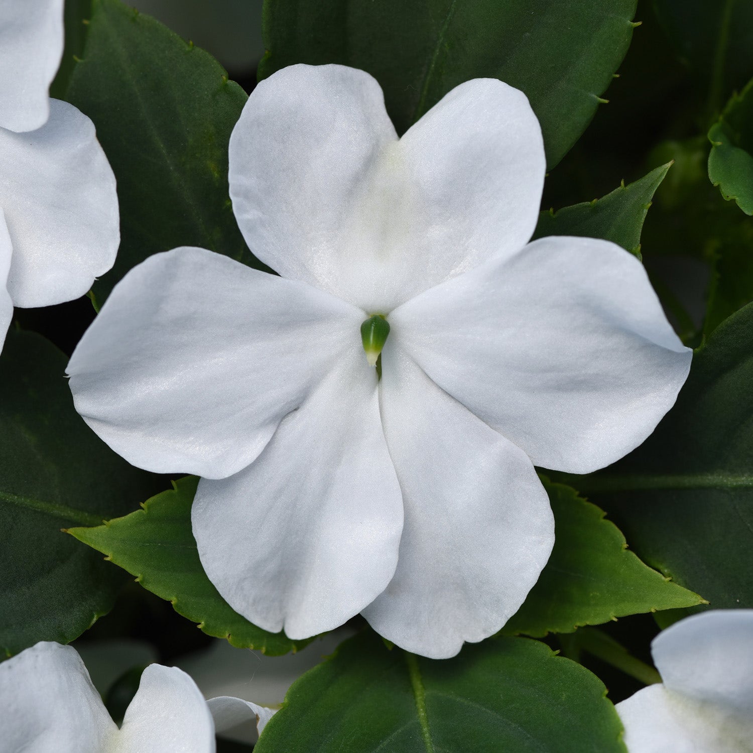 Beacon White Impatiens Plants