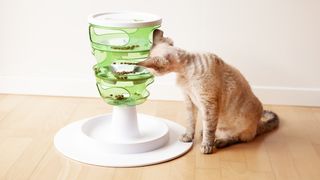 Cat using a puzzle feeder