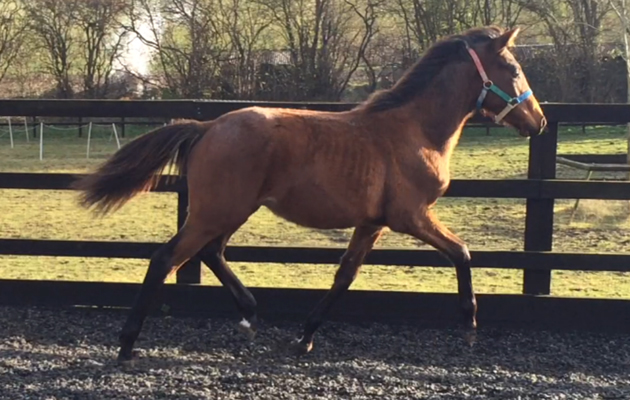 Alfie2foal