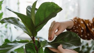 Wiping plant leaves with cotton