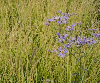 Sesleria autumnalis and blue aster in a garden