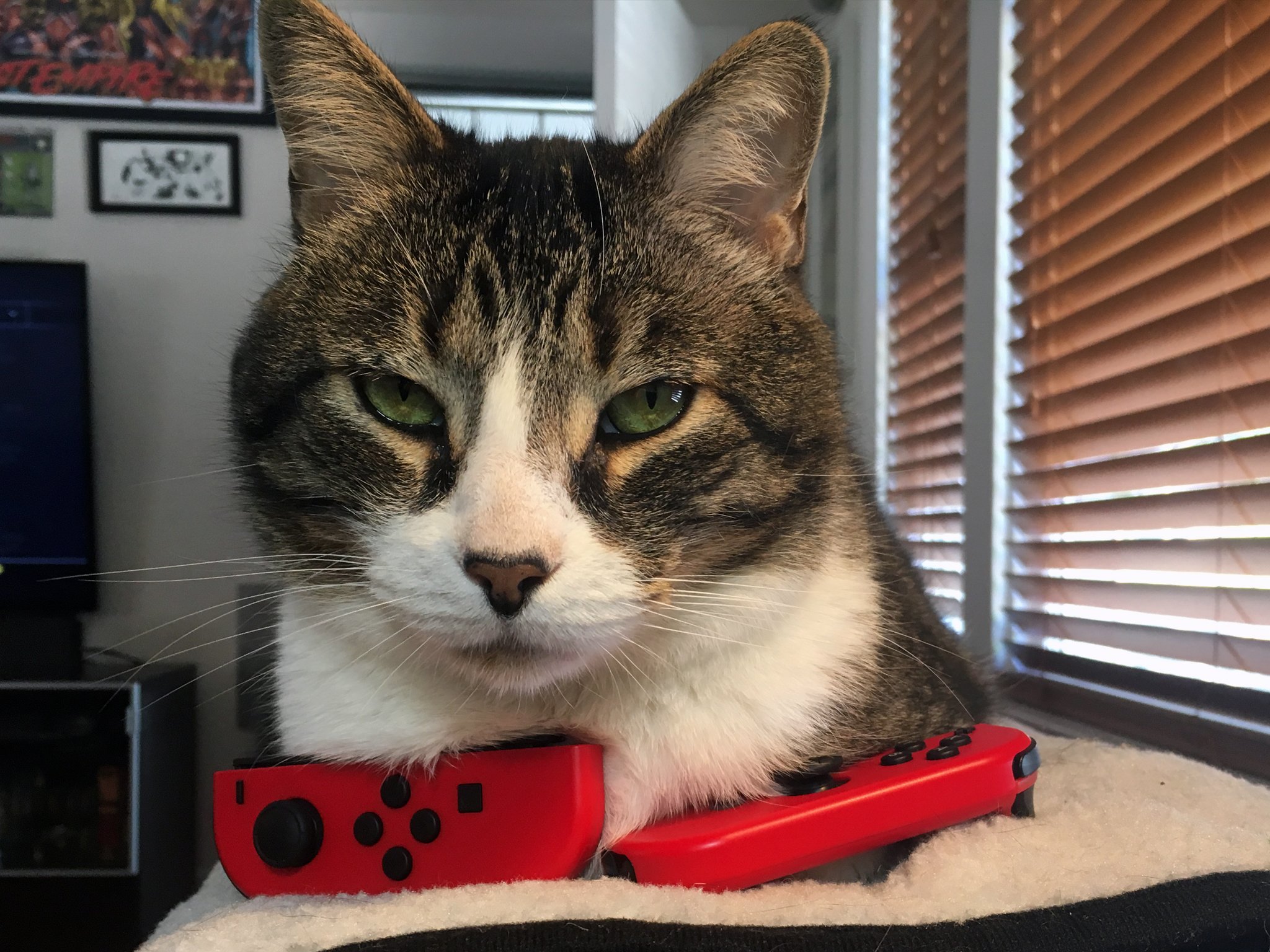 Nintendo cat