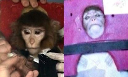 Is this the same monkey?