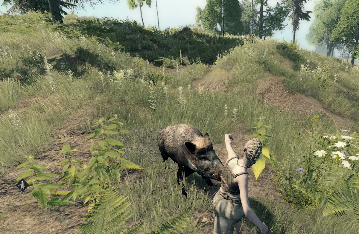 Boar