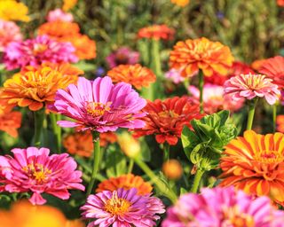 Red, orange, and pink zinnia flowers