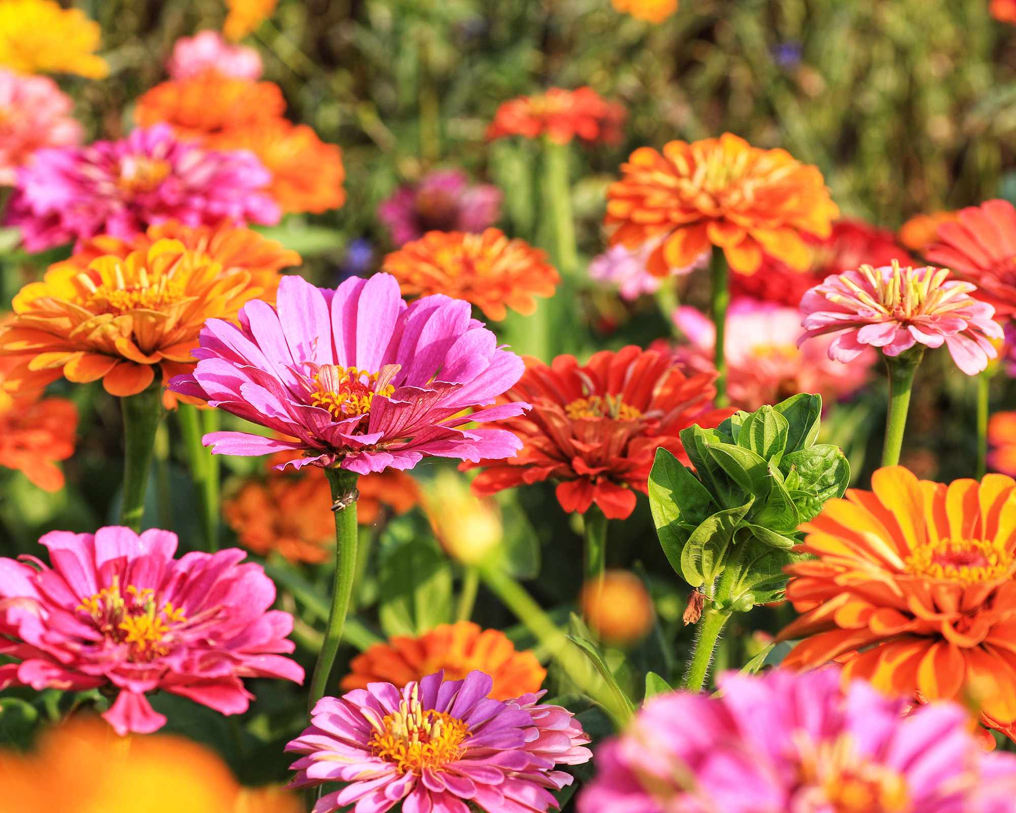 Red, orange, and pink zinnia flowers