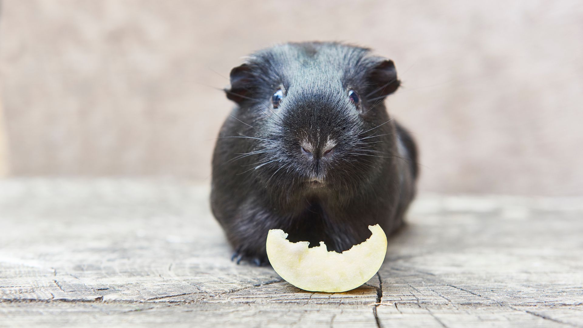 Black guinea pig eating an apple slice