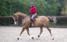 How to work your horse in an outline