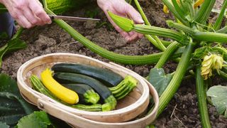 Harvesting courgettes