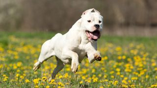 Dogo Argentino running through field of dandelions