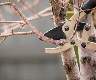 pruning tree branches