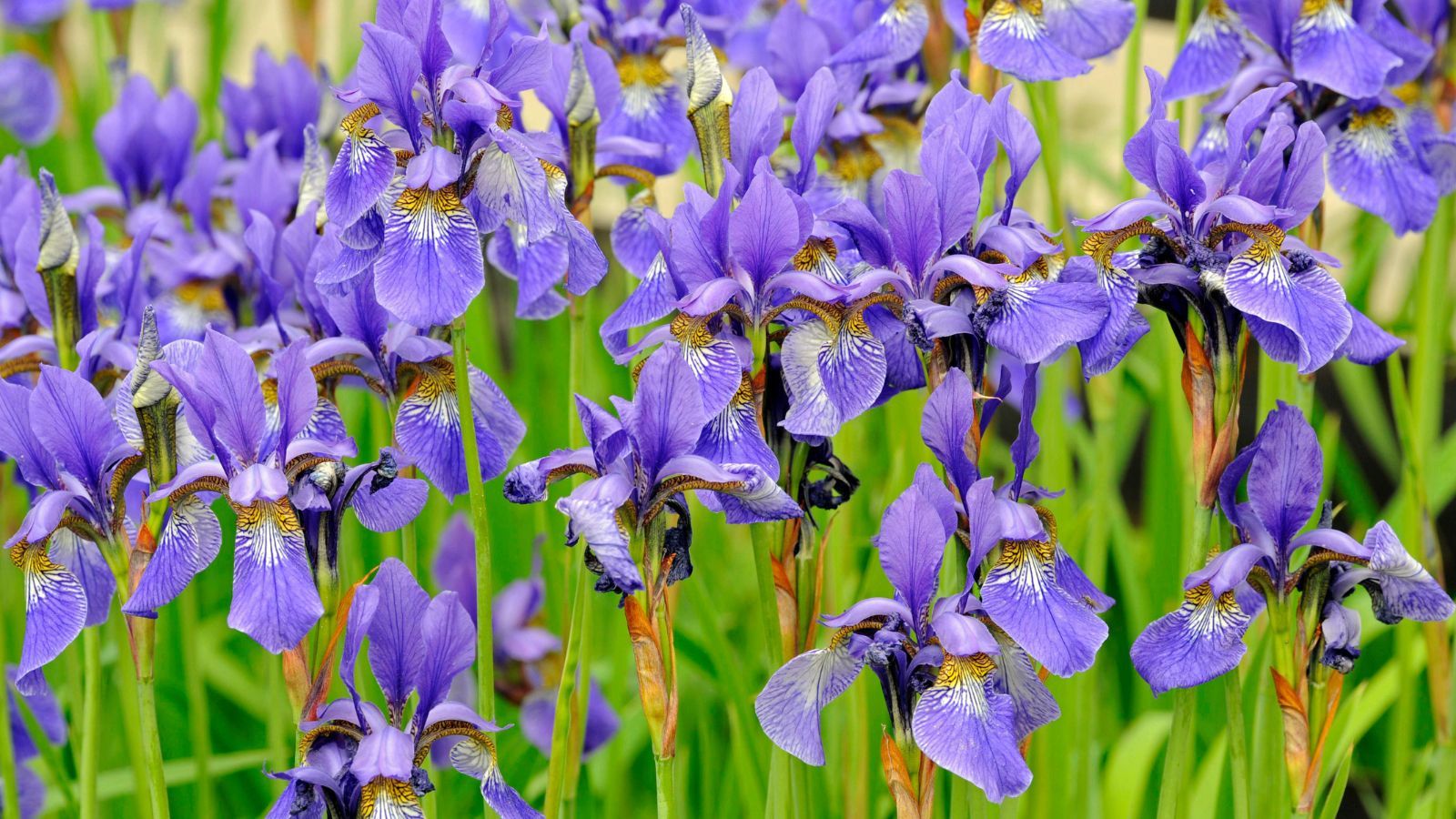 When do you cut back irises? Expert tips for the best blooms Homes