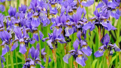 Close up of a large group of purple iris flowers in a feild