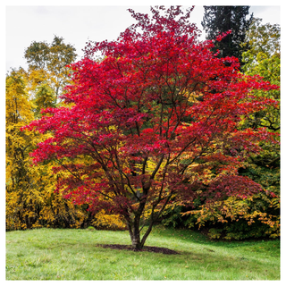 A bloodgood Japanese maple tree