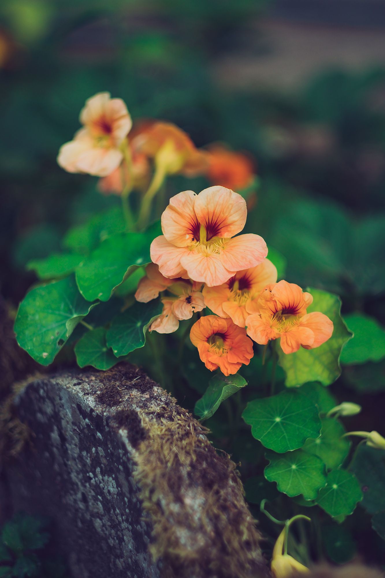 How to grow nasturtium essential guide to growing nasturtium Homes