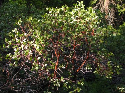 A Manzanita Tree