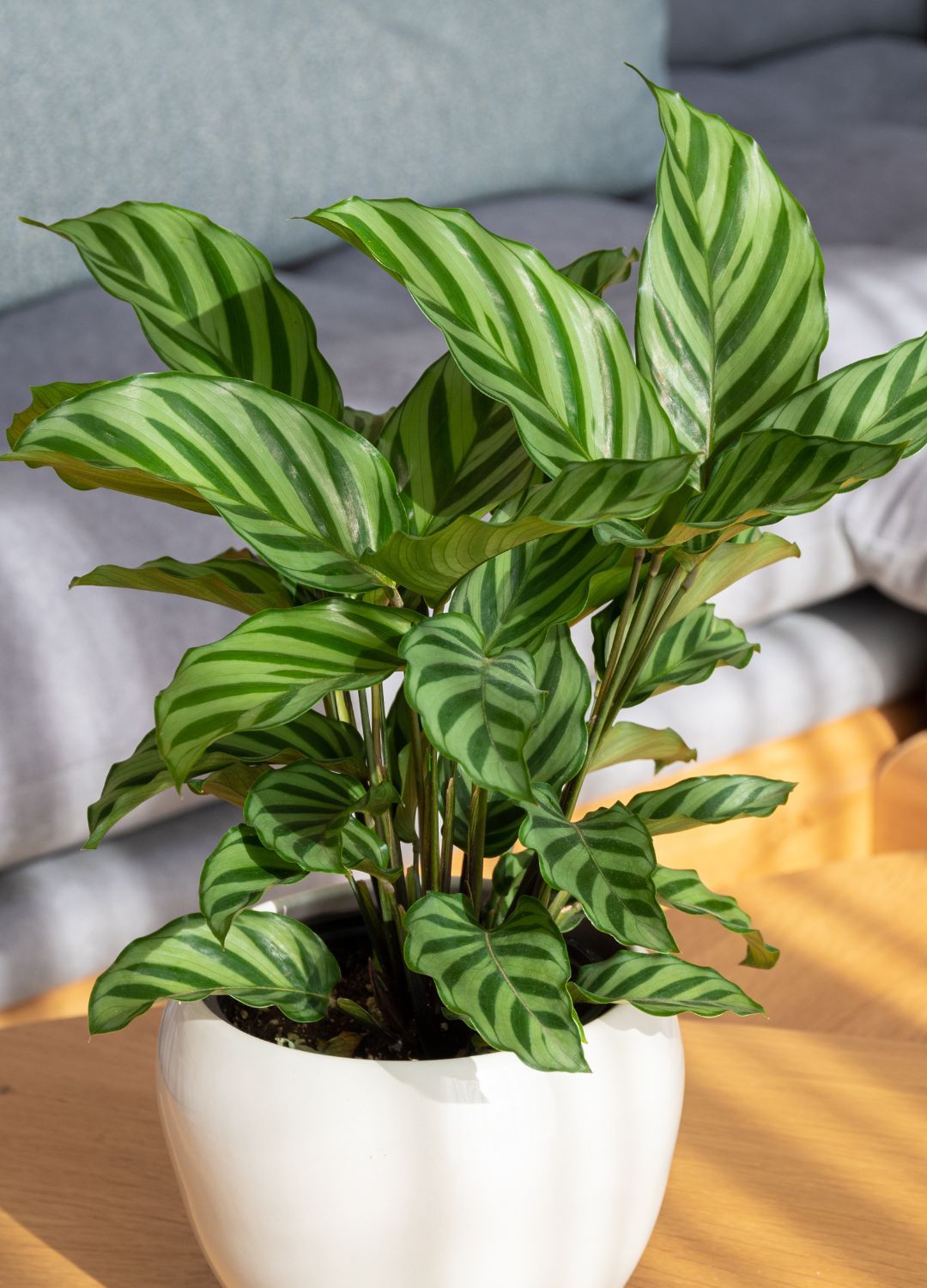Zebra plant in a white pot on a wooden coffee table in front a grey sofa
