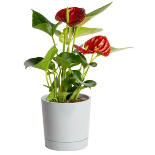 Costa Farms Live 12-inch Tall, Clean Air Flamingo Flower, Red Anthurium