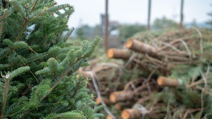 A christmas tree beside a pile of cut trees