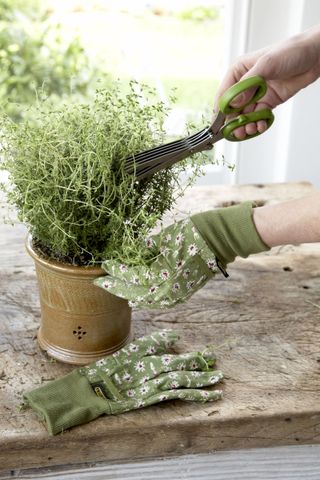 how to grow thyme: herbs for cooking