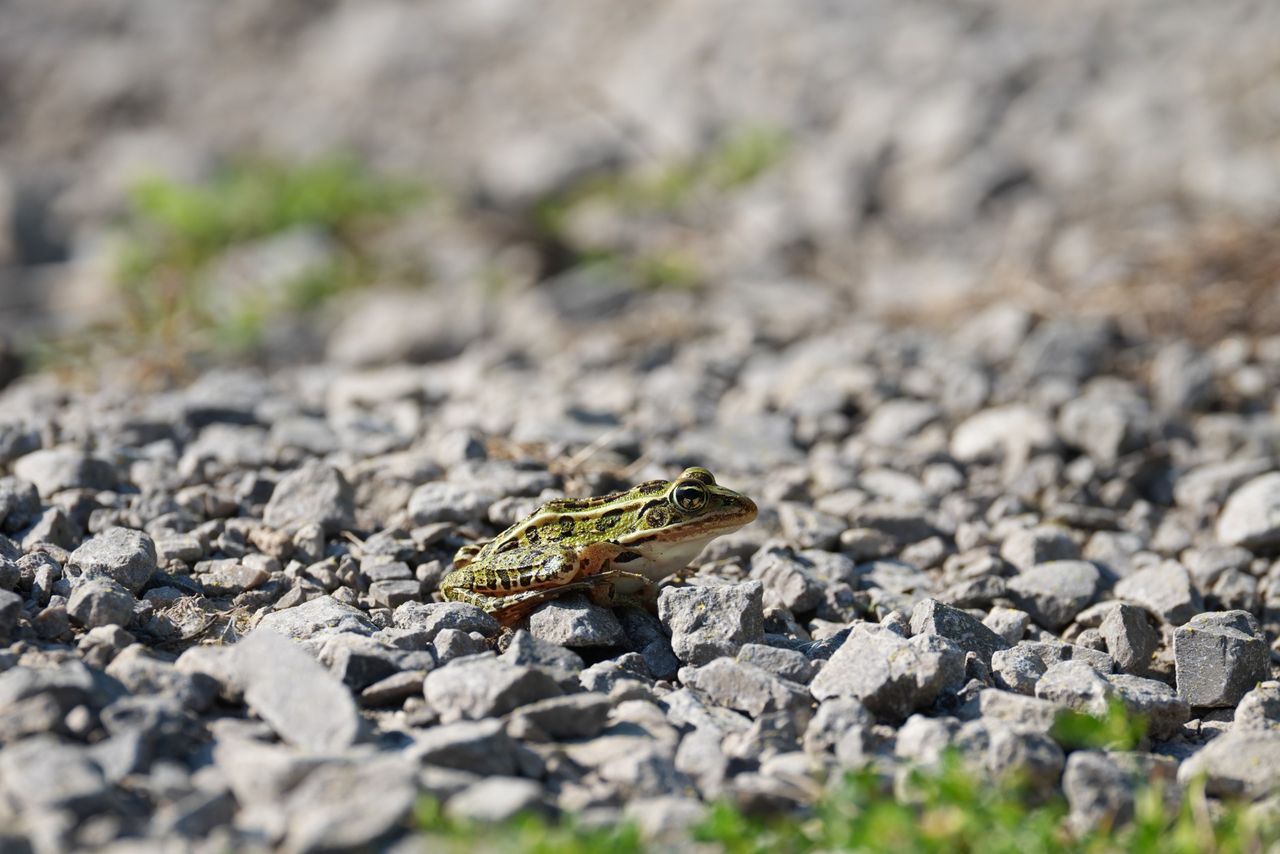 Image samples from the Sony 400mm f/4.5 GM OSS and the Sony A7 V