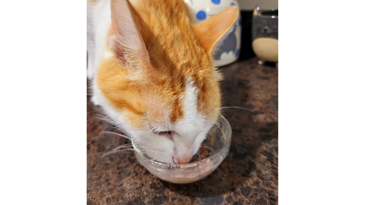 Julie's cat Max eating his food with the Fera Calming Topper, one of the best cat treats