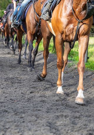 Equine Journeys: The British Horse World by Hossein Amirsadeghi