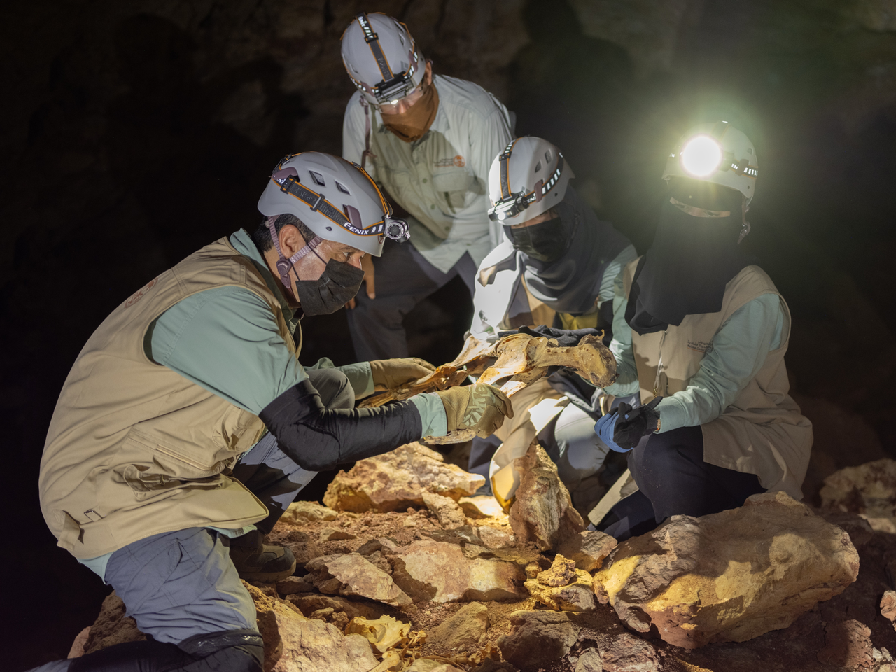 Researchers collecting one of the mummified cheetahs from its place of discovery.