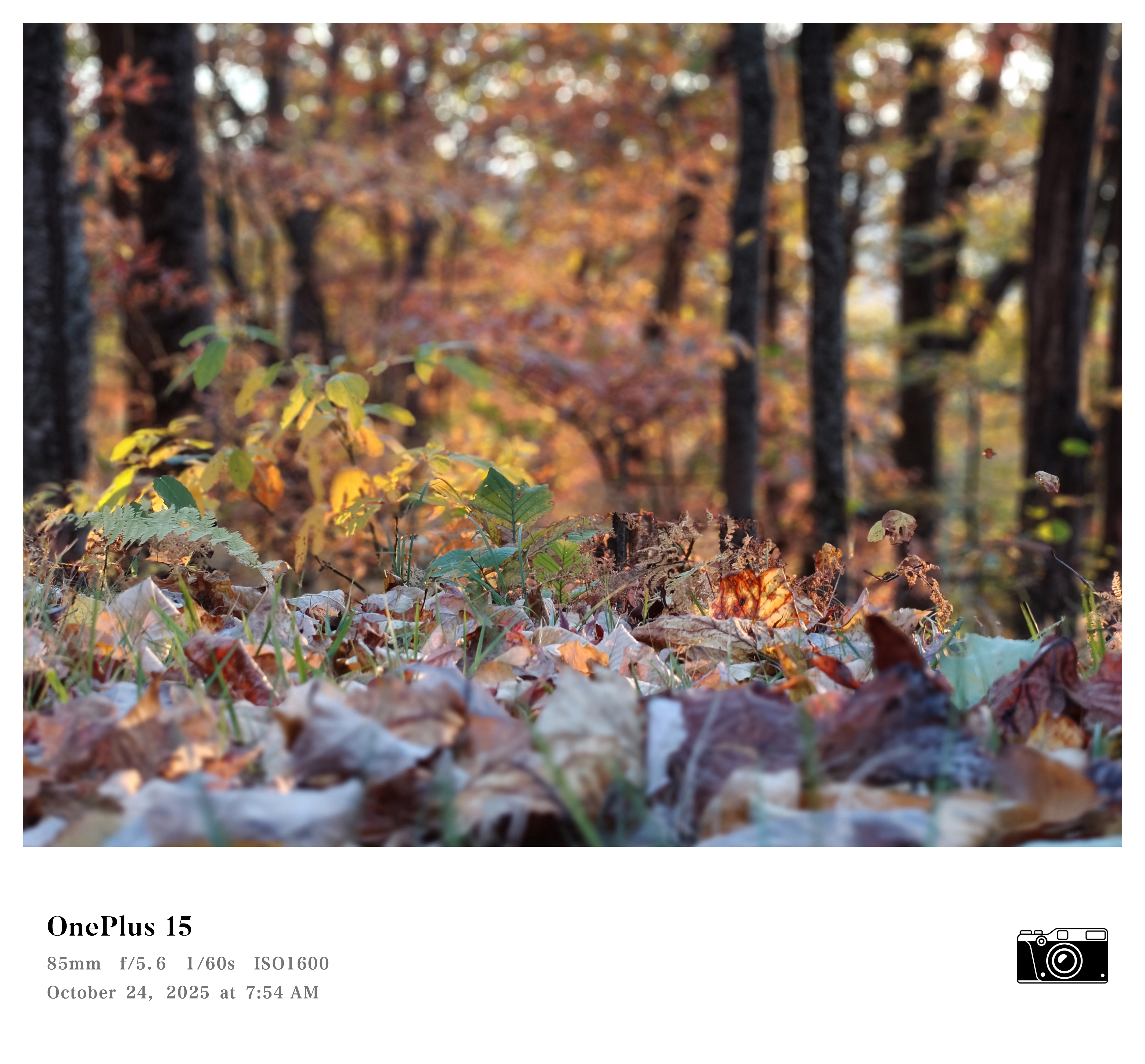 A photo of Fall foliage in the mountains, captured with a OnePlus 15