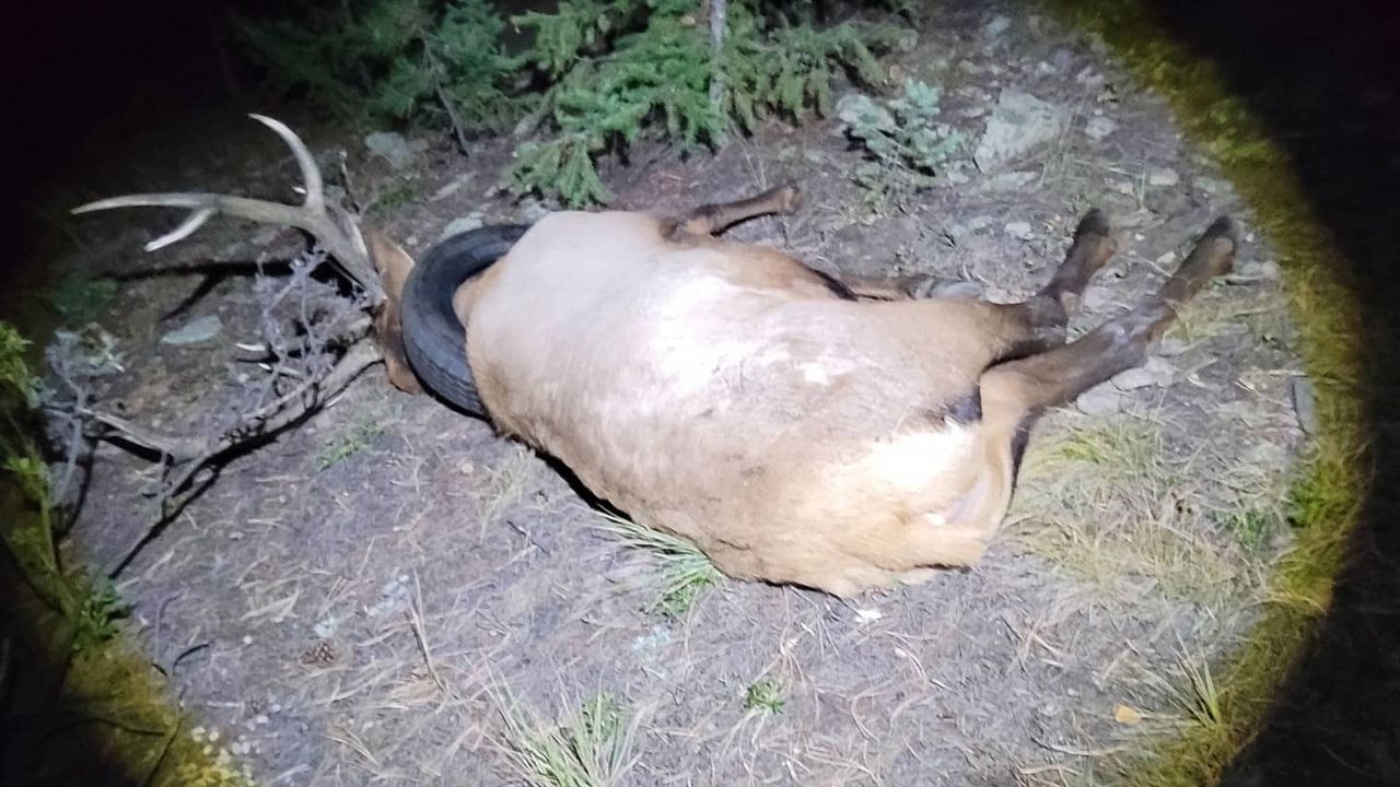 Wildlife officers locate the bull elk after darting it with the tranquilizer.