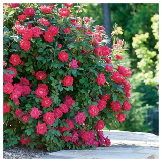 Red Double Knock Out® Rose from Walmart