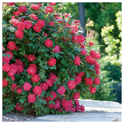 Winterize Roses Plants How to Winterize Roses — Simple Steps to Protect Your Blooms | Livingetc