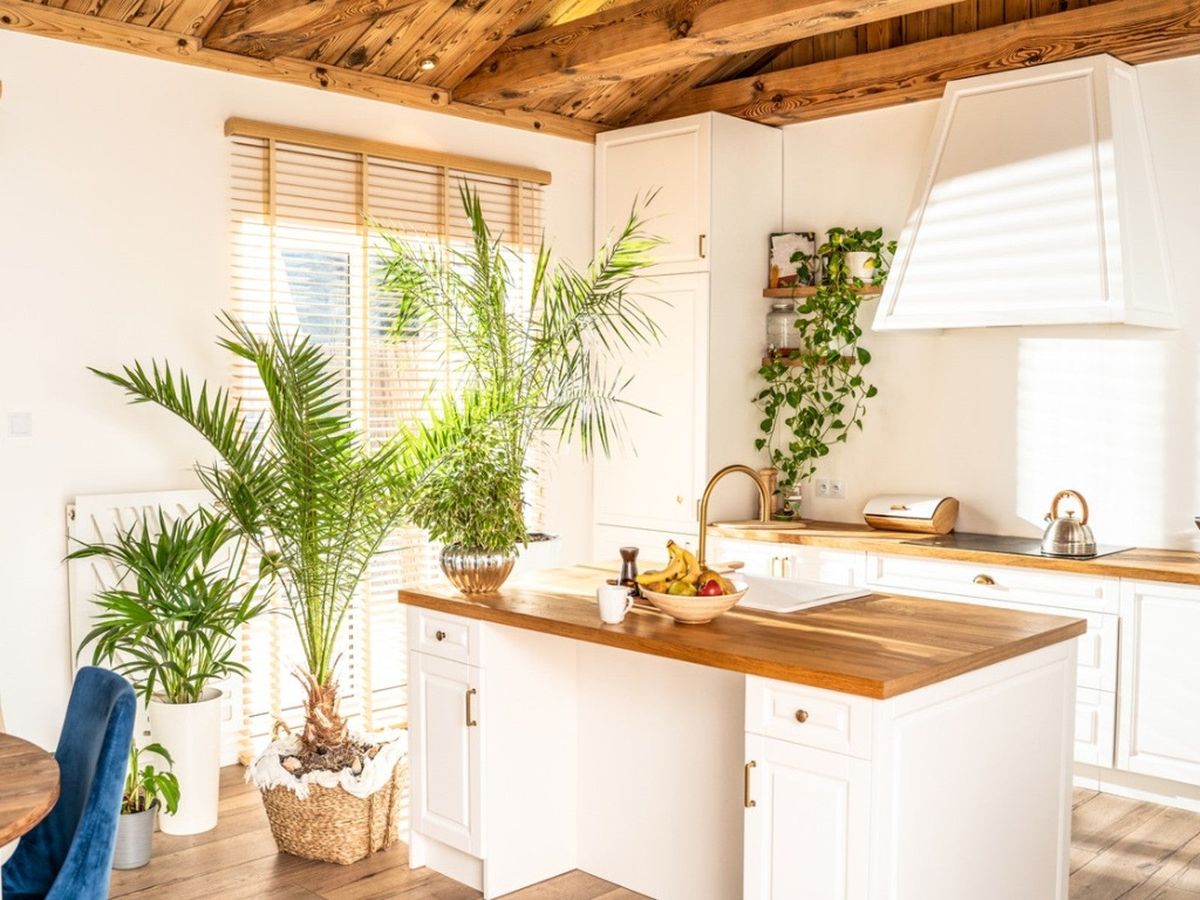 10 Houseplants That Will Thrive in Your Kitchen