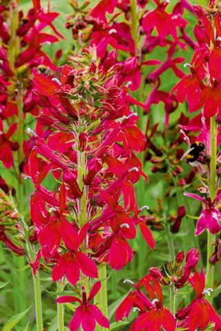 Perennial Lobelia cardinalis ‘Queen Victoria’