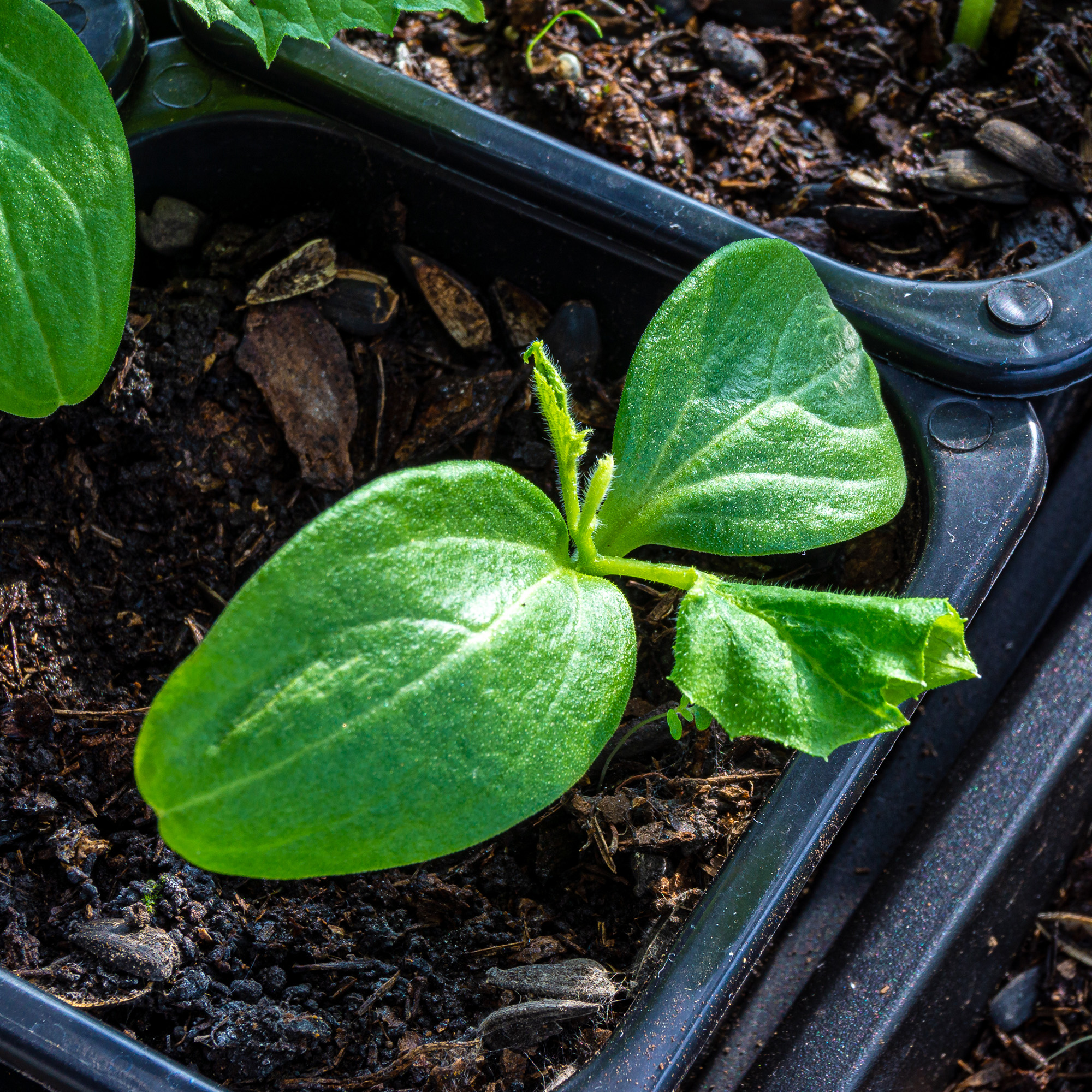 Seedlings of cucumber in a pot with soil mixture, unfavorable conditions led to the wilting of these leaves