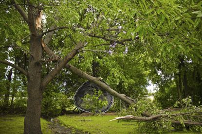 Wind Damaged Trees And Plants