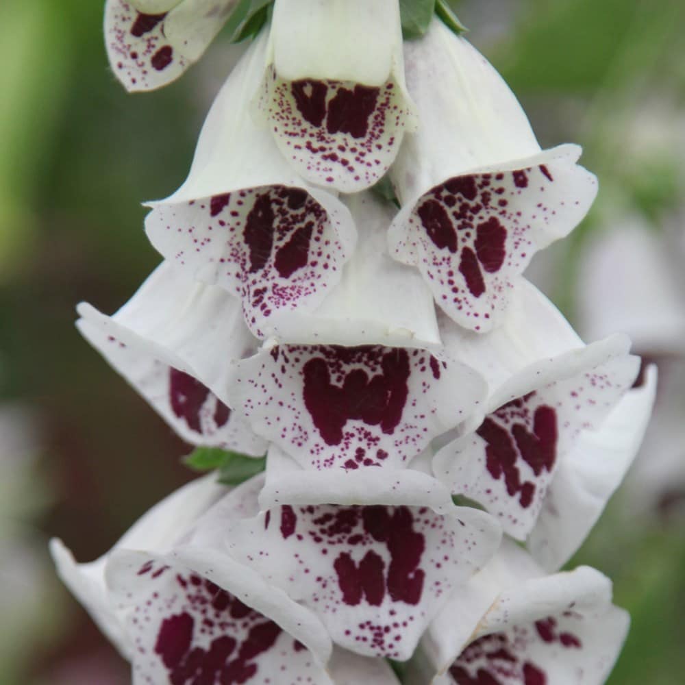 Digitalis Purpurea 'pam's Choice'