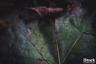 Macro shot shows leaf detail