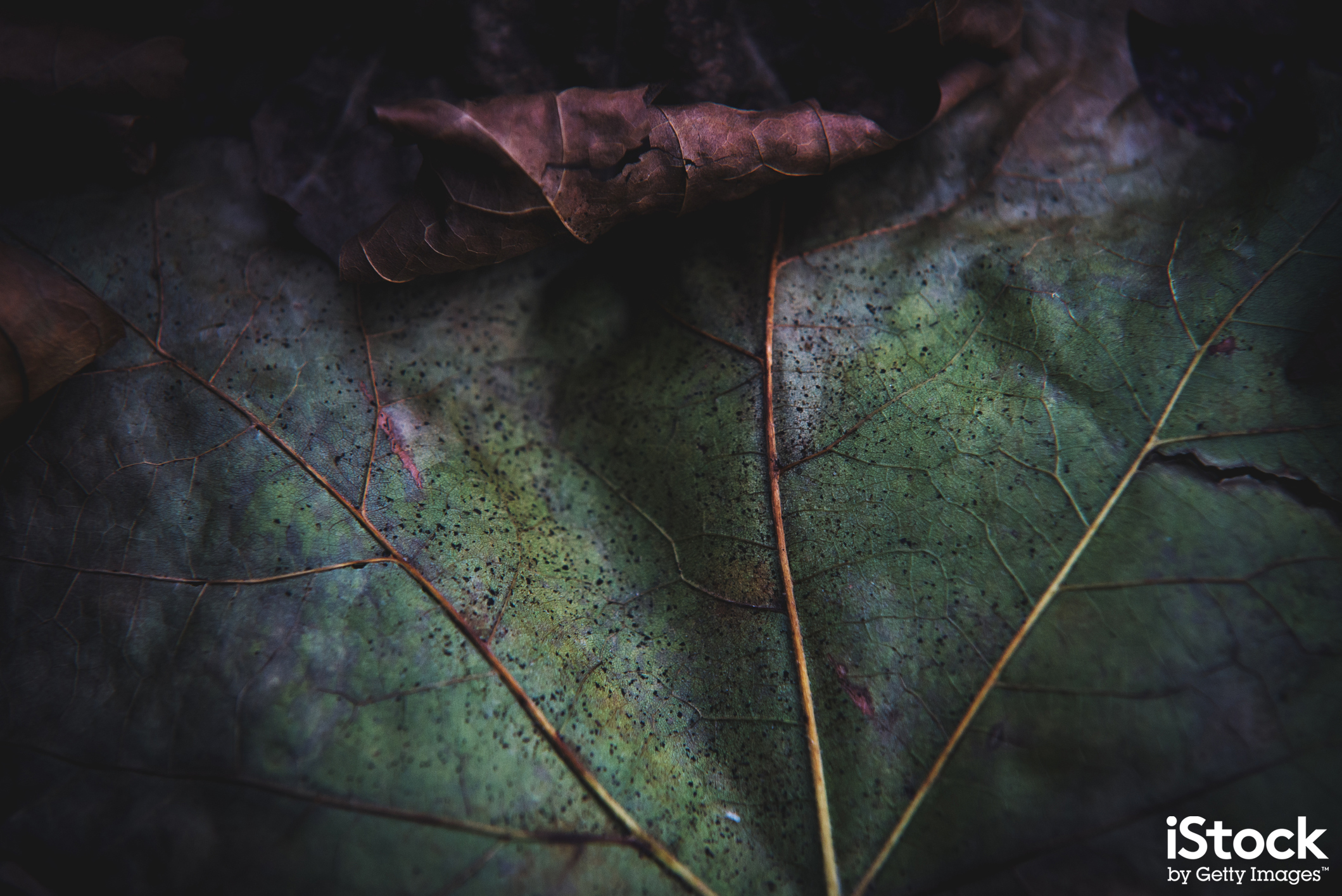 Macro shot shows leaf detail