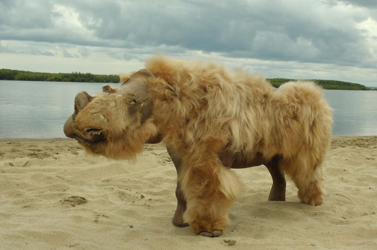 The reconstructed remains of a baby woolly rhinoceros, named Sasha, who lived in what is now Siberia.