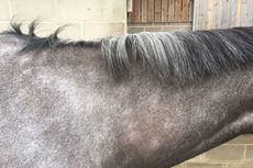 How to stop mane rubbing on rugs