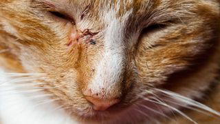 A close up of a ginger cat in pain