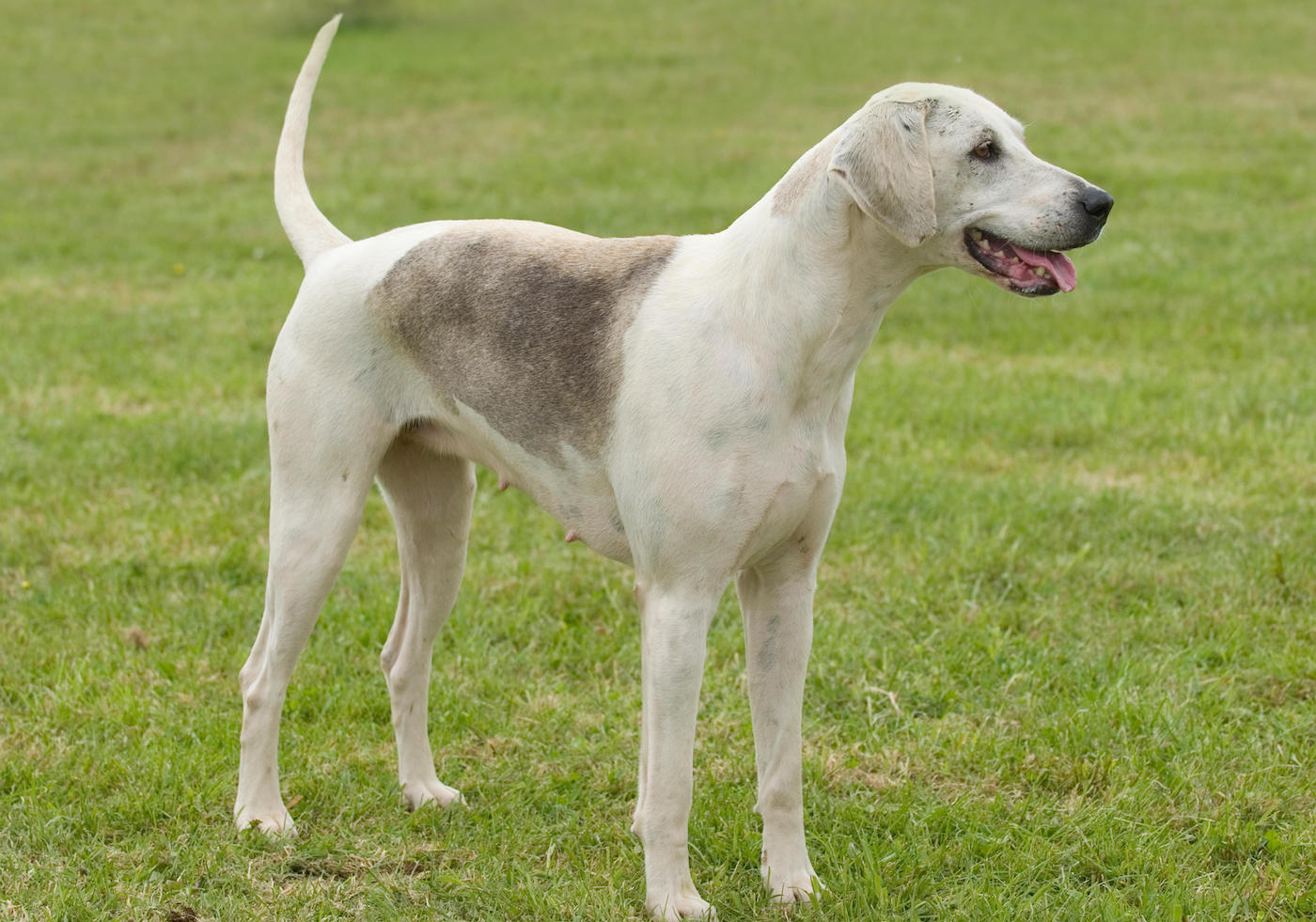 Harrier hound
