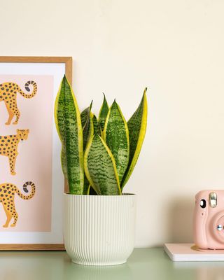 Snake Plant