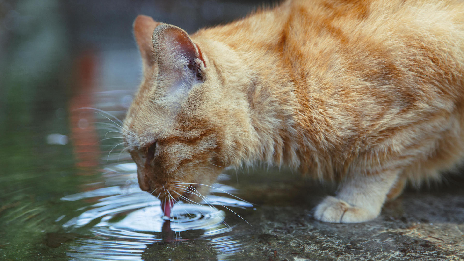 Cat drinking from puddle.
