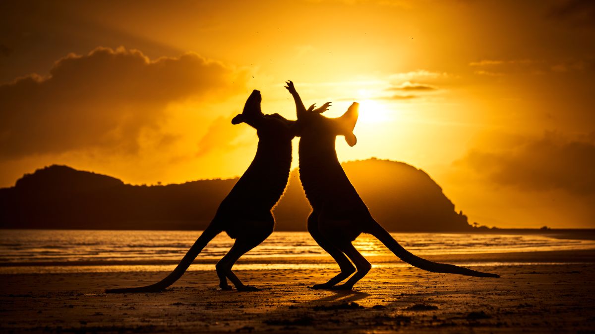Photographer tells story of his amazing shot of wallabies fighting on the beach
