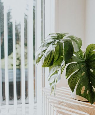 A green cheese plant in a pot on a table in front of a window with the blinds partially drawn.