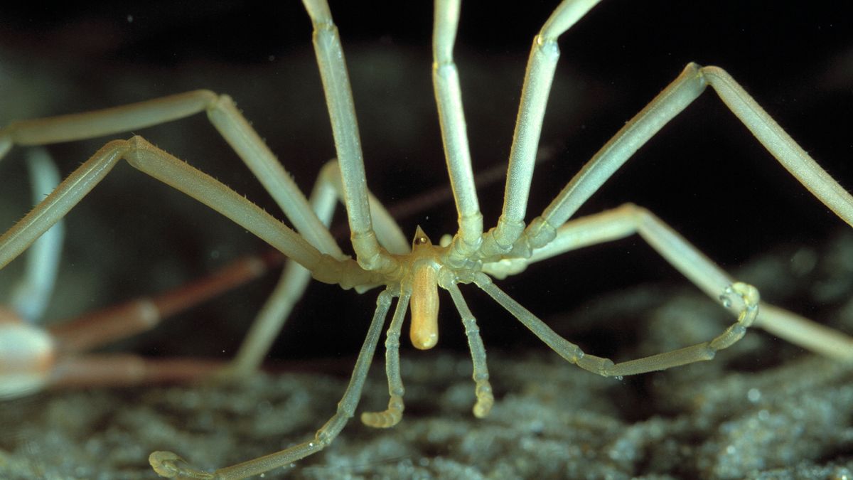 Secrets of giant Antarctic sea spiders 858TbYTRL4g2L4jeASNsdh-1200-80