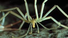 Close-up of giant sea spider (Pantopoda species).