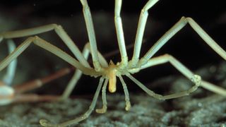 Unlike other sea spiders that carry their eggs on their backs, male giant antarctic sea spiders spend two days gluing their eggs to the seafloor.